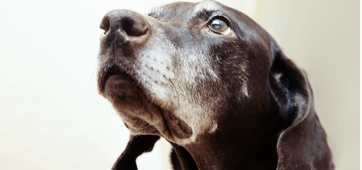 You can teach an old dog new tricks, but only if they are motivated to learn